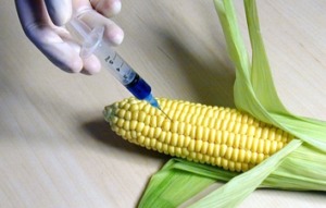 Avoid GMOs, or genetically engineered foods.