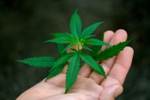CBD Cannabis for Cancer